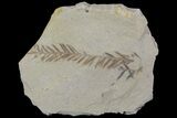 Metasequoia (Dawn Redwood) Fossil - Montana #85736-1